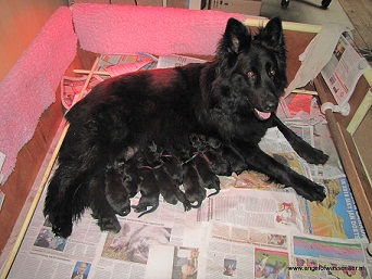 Ons D-nest is geboren, maar liefs 9 pups